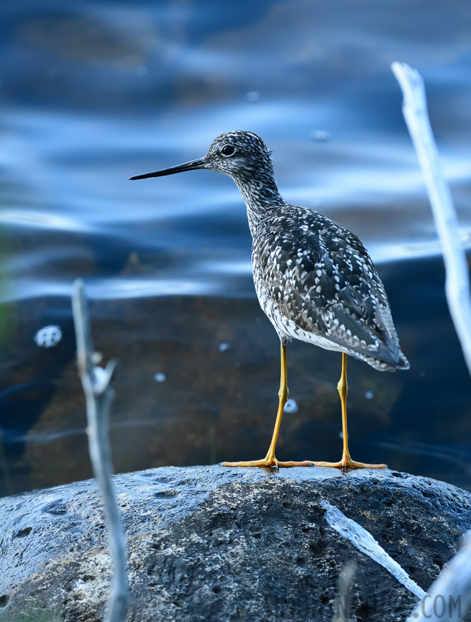 Tringa melanoleuca [350 mm, 1/400 Sek. bei f / 7.1, ISO 1600]